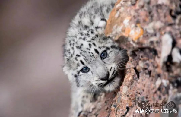 美國黃石的13倍！我國首批國家公園正式官宣，驚豔世界的風景來了