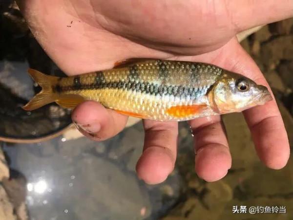 溪石斑，五寸長，對水質要求極高，如今上百元一斤，好吃又回味