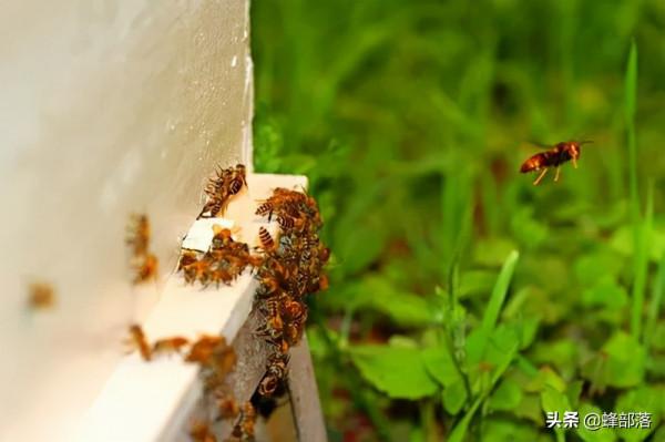 ​蜜蜂振動翅膀就是要攻擊?先別跑!3招教你看懂蜜蜂翅膀上的語言 ​蜜蜂振動翅膀就是要攻擊?先別跑!3招教你看懂蜜蜂翅膀上的語言