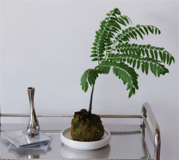 觀音坐蓮蕨養殖方法：盆栽注意4個要點，葉片青翠、茂盛