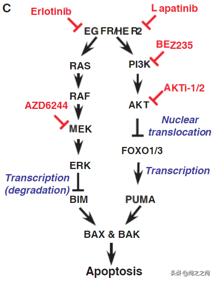 靶向Aurora B激酶增強BIM和PUMA介導的細胞凋亡克服EGFR抑制劑耐藥 靶向Aurora B激酶增強BIM和PUMA介導的細胞凋亡克服EGFR抑制劑耐藥