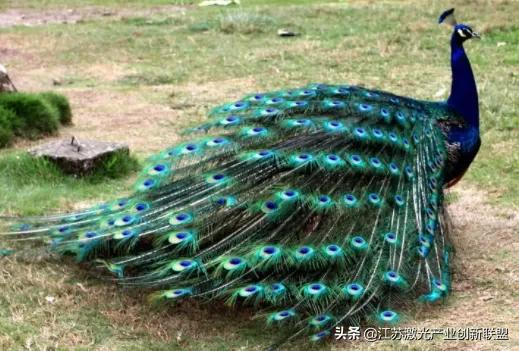 首創3D列印微型氣體變色感測器 首創3D列印微型氣體變色感測器