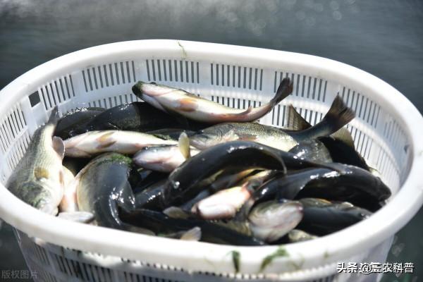 養豬人賣一斤肉虧2塊，一頭豬虧500元！羊價魚價集體走跌，啥情況