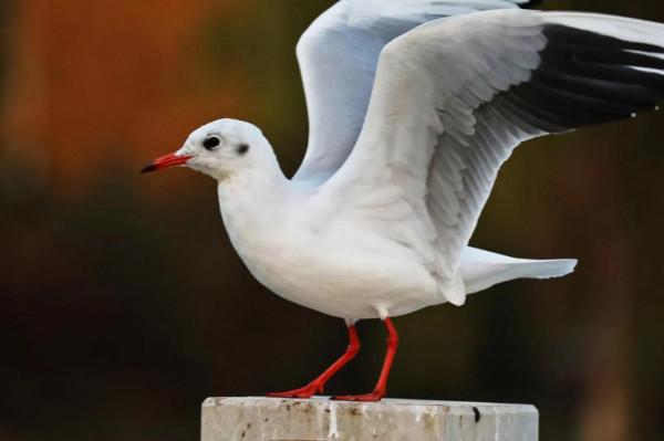 西北塞上江南——秋天