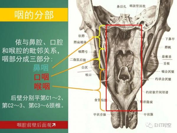 頭頸五官CT斷層解剖圖及常見病影像診斷