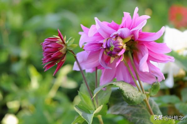 村上春樹：愛情裡有兩種遺憾