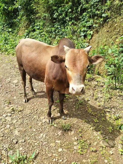 草食動物的鼻樑與肉食動物的區別