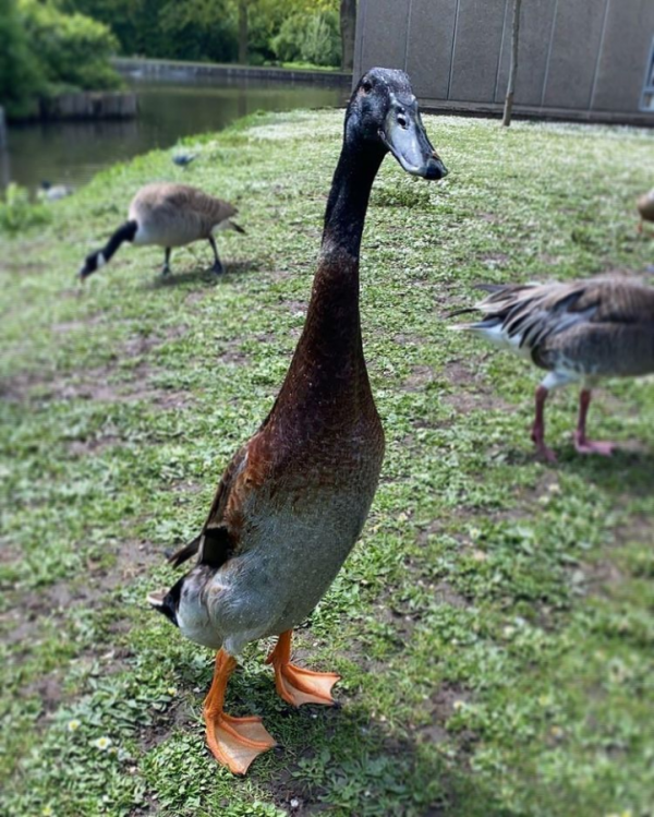 “惹不起”的鴨子，大學裡的網紅