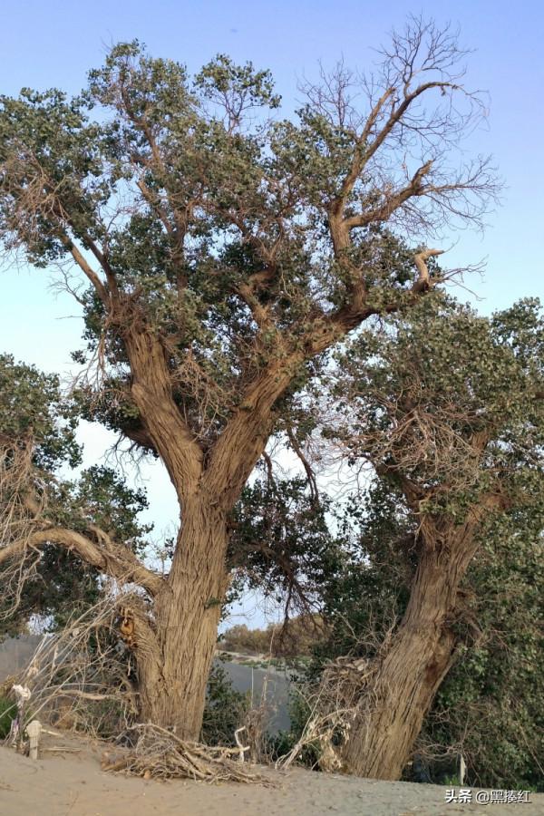 新疆自駕遊｜嶽普湖：沙漠邊的小城，墓群是孩子們的“遊樂場”