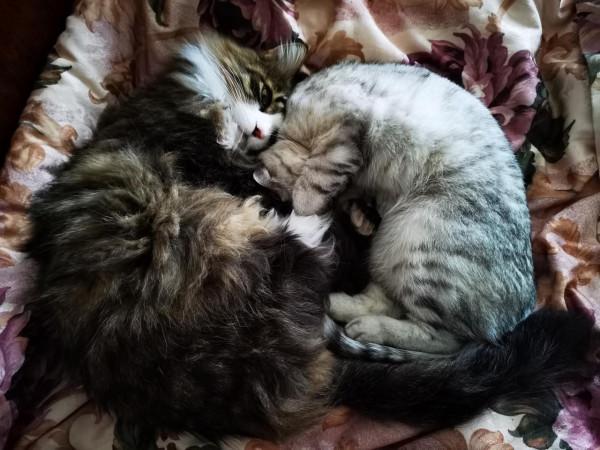 2021.11.12 | 賦詩一首《冬日狸眠》 2021.11.12 | 賦詩一首《冬日狸眠》