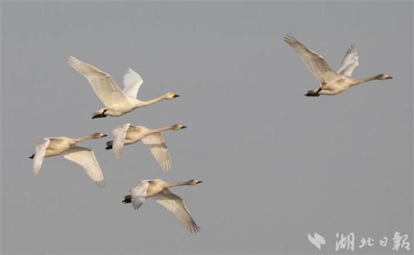 數萬只天鵝如期而至龍感湖 數萬只天鵝如期而至龍感湖