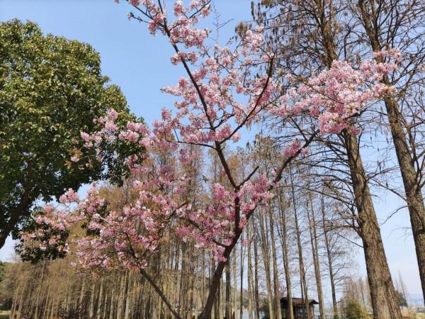 黿頭渚櫻花先睹為快