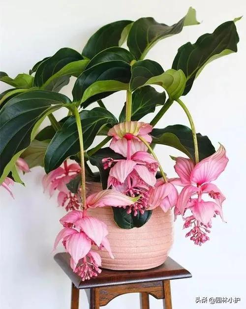 花中貴妃 寶蓮燈花