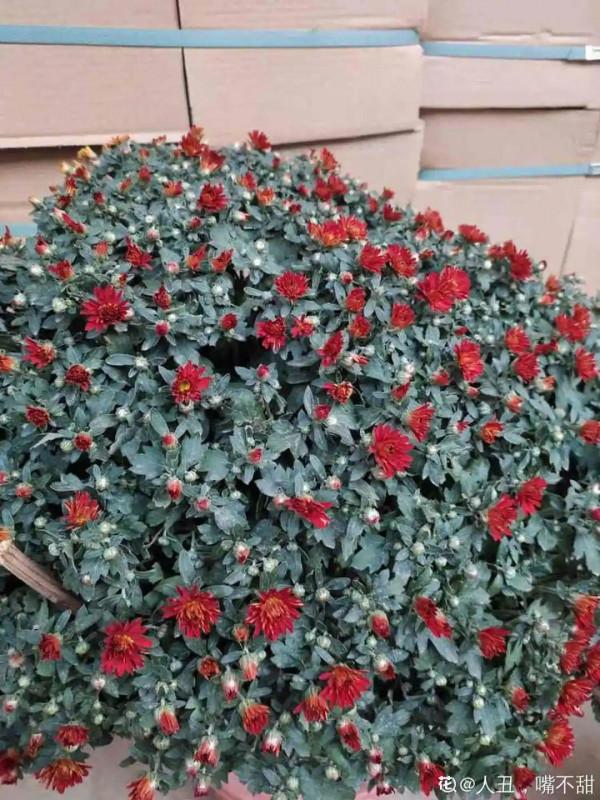 家裡養盆千頭菊，呼呼冒花苞，開成一個大花球