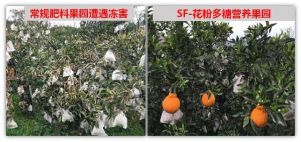 花粉多糖和氨基酸肥哪個才是作物促根首選?聽聽專家怎麼說 花粉多糖和氨基酸肥哪個才是作物促根首選?聽聽專家怎麼說