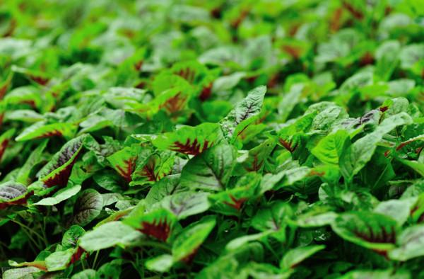 1-10月種什麼菜?全說清楚了,建議收藏 1-10月種什麼菜?全說清楚了,建議收藏