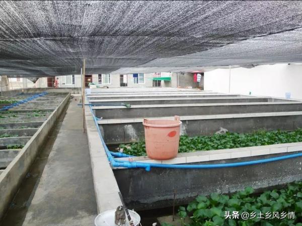 庭院生態養黃鱔新技術