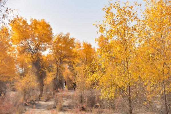 中國最豪華的旅遊火車專列開通了，沿途風景每一幀都是世界級大片