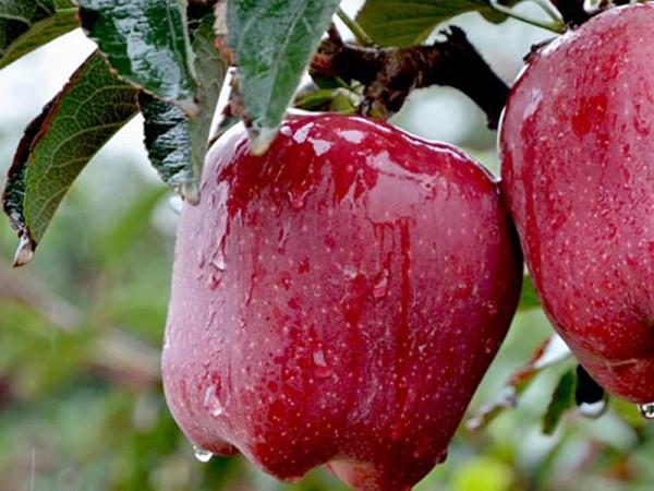 全中國哪裡的蘋果最好吃?請認清這5個產地,甜美清脆,果中珍品 全中國哪裡的蘋果最好吃?請認清這5個產地,甜美清脆,果中珍品