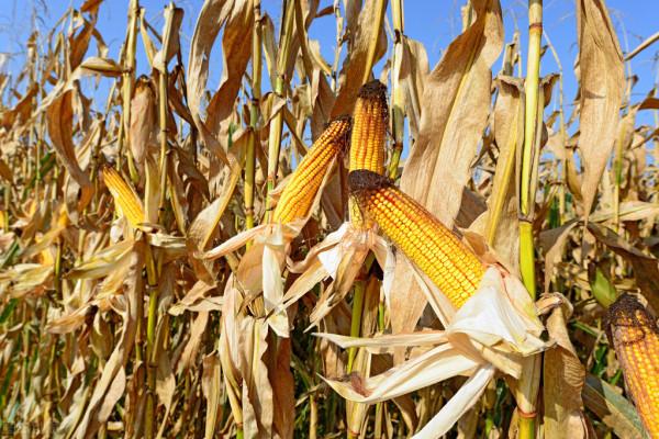 玉米跌勢慘重,新玉米行情會不會“泡湯”?慘跌中有3個“希望” 玉米跌勢慘重,新玉米行情會不會“泡湯”?慘跌中有3個“希望”