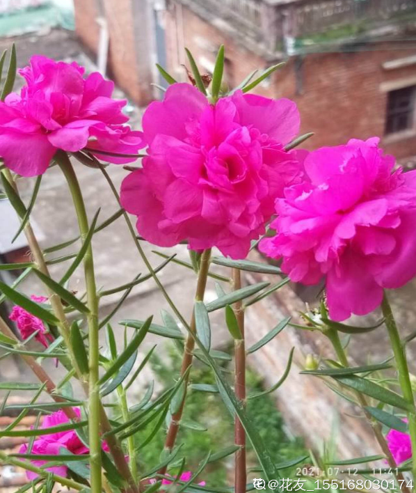 別人的太陽花花期超長,做好這6步養護,在家也能長久賞花 別人的太陽花花期超長,做好這6步養護,在家也能長久賞花