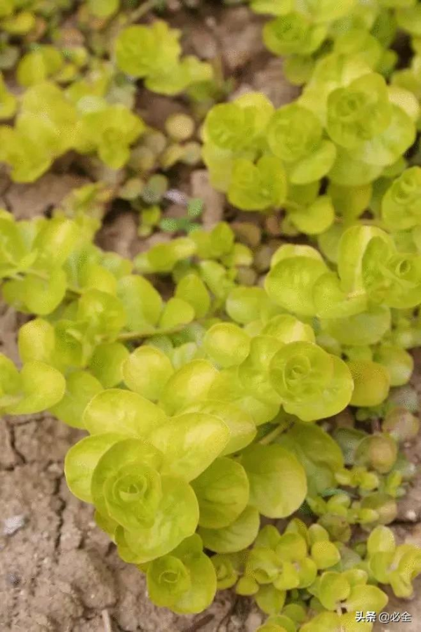 那些比草坪還美的鋪地植物