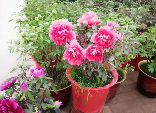 “不易死”的5種花，吉祥又大氣，少管“控水”才能開成大花球