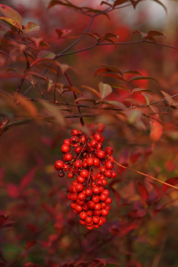 一起到趙巷的公園裡偷得浮生半日閒吧