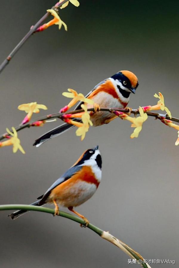 紅頭喜鵲鳥,報喜鳥 紅頭喜鵲鳥,報喜鳥