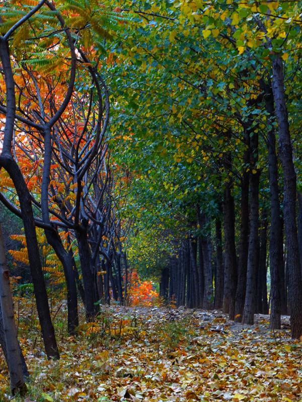 秋 韻 賦----《蝶變回天》北京天通苑靚麗美景拍不完（18）