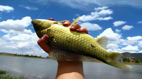 新人不能不知的淡水水域作釣攻略，連桿必備知識