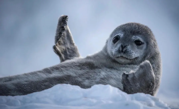 16部超讚自然紀錄片，讓孩子足不出戶看到地球的“真實面目”！