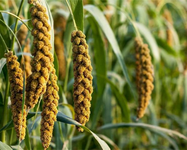 草民看歷史：“食”遍天下與原始農業文明（二）