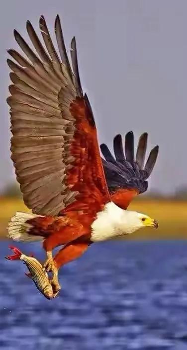 幾十年罕見的鳥，認識兩種算你牛.