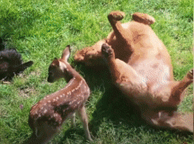 大金毛11年前救了一頭母鹿，結果它每年都會帶著娃上門找狗子幫忙