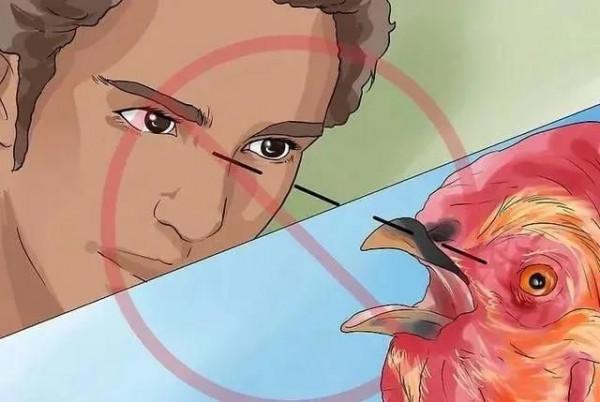 蛋雞養殖中如何及早發現問題