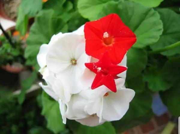 走進藍色海洋,你就是女王!嬰兒的蘭眼睛—喜林草。挺住,別迷路 走進藍色海洋,你就是女王!嬰兒的蘭眼睛—喜林草。挺住,別迷路