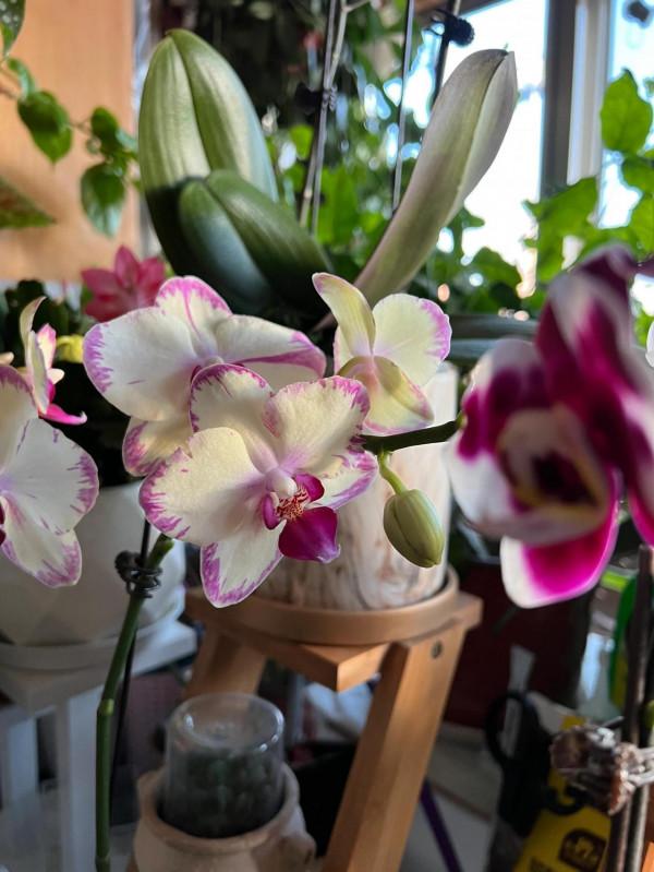 又到一年蝴蝶季 又到一年蝴蝶季