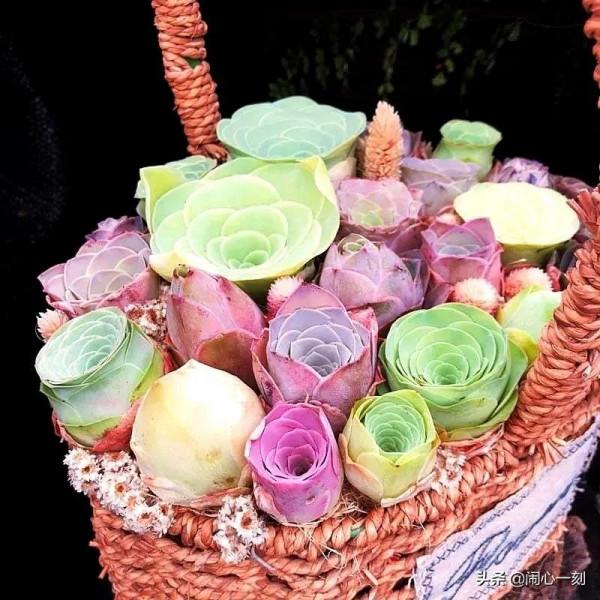分享&mdash;&mdash;玫瑰多肉