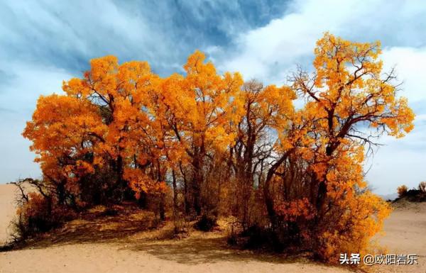 國內這6個地方的胡楊林，美得無法無天！此生一定要去看一次