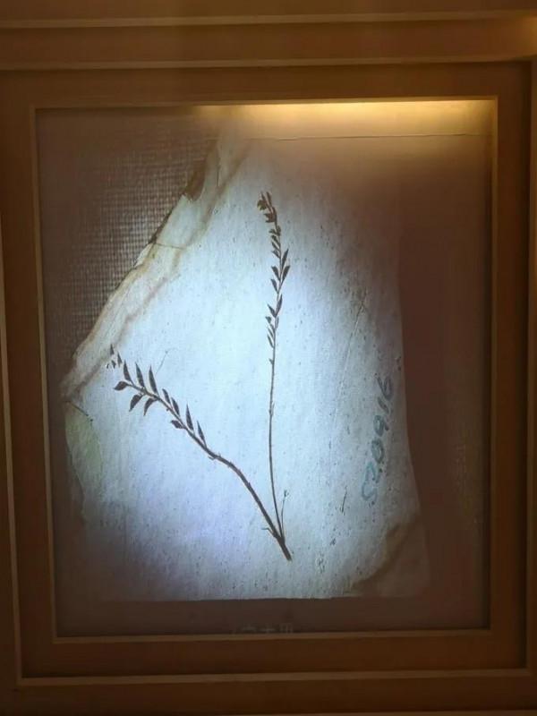 遼寧朝陽的古往今來 遼寧朝陽的古往今來