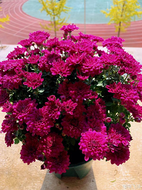 家裡養盆千頭菊，呼呼冒花苞，開成一個大花球