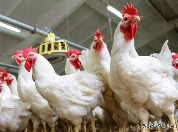 我國每年消費200多億隻雞爪，市場源源不斷的雞爪是從哪裡來的？