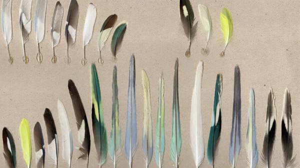 神經網路將透過羽毛判斷鳥類的型別