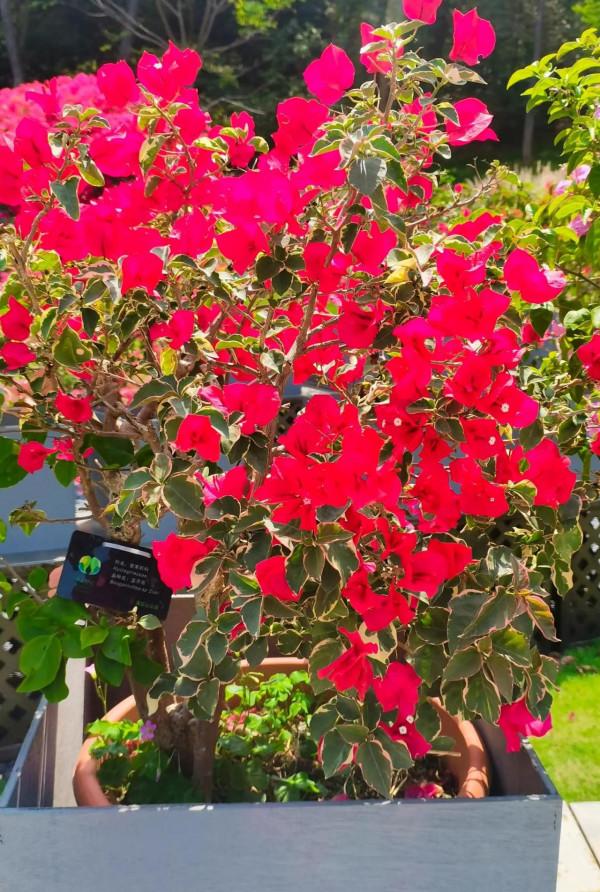 觀賞精品杜鵑 觀賞精品杜鵑