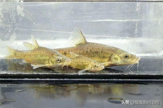 雲南的魚類美味,有些快要成為記憶了,希望我們的後代還能吃得到 雲南的魚類美味,有些快要成為記憶了,希望我們的後代還能吃得到