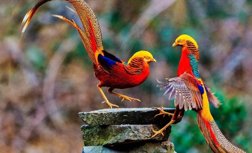 山西老漢放羊時發現一隻“金鳳凰”，風雨無阻投餵4年，結果怎樣