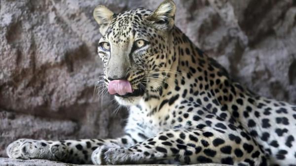 盤點世界上豹子的種類