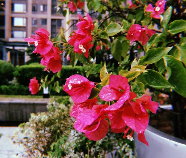 “不易死”的5種花，吉祥又大氣，少管“控水”才能開成大花球