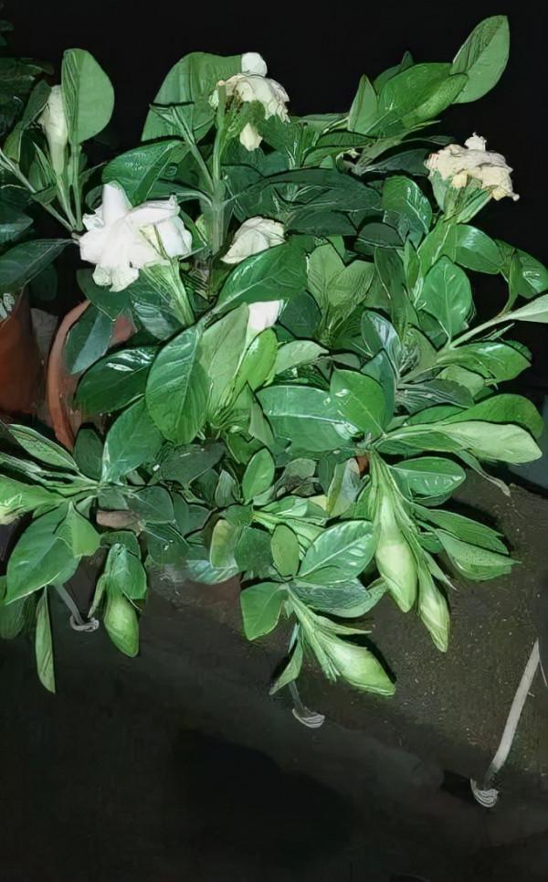 你過來，我告訴你秋冬季植物怎樣養護？